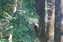 Duabanga grandiflora